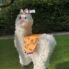 Alpaca xxl pinata, handgemaakt door Biba Pinata