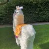 Alpaca xxl pinata, handgemaakt door Biba Pinata